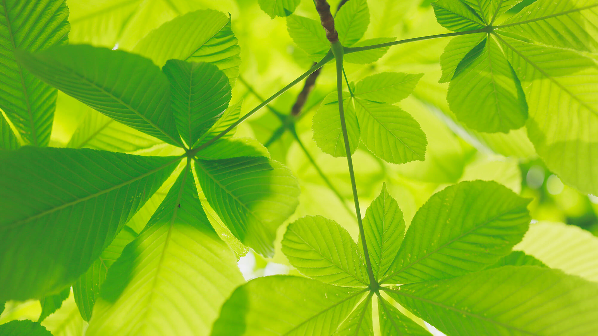Close up of foliage
